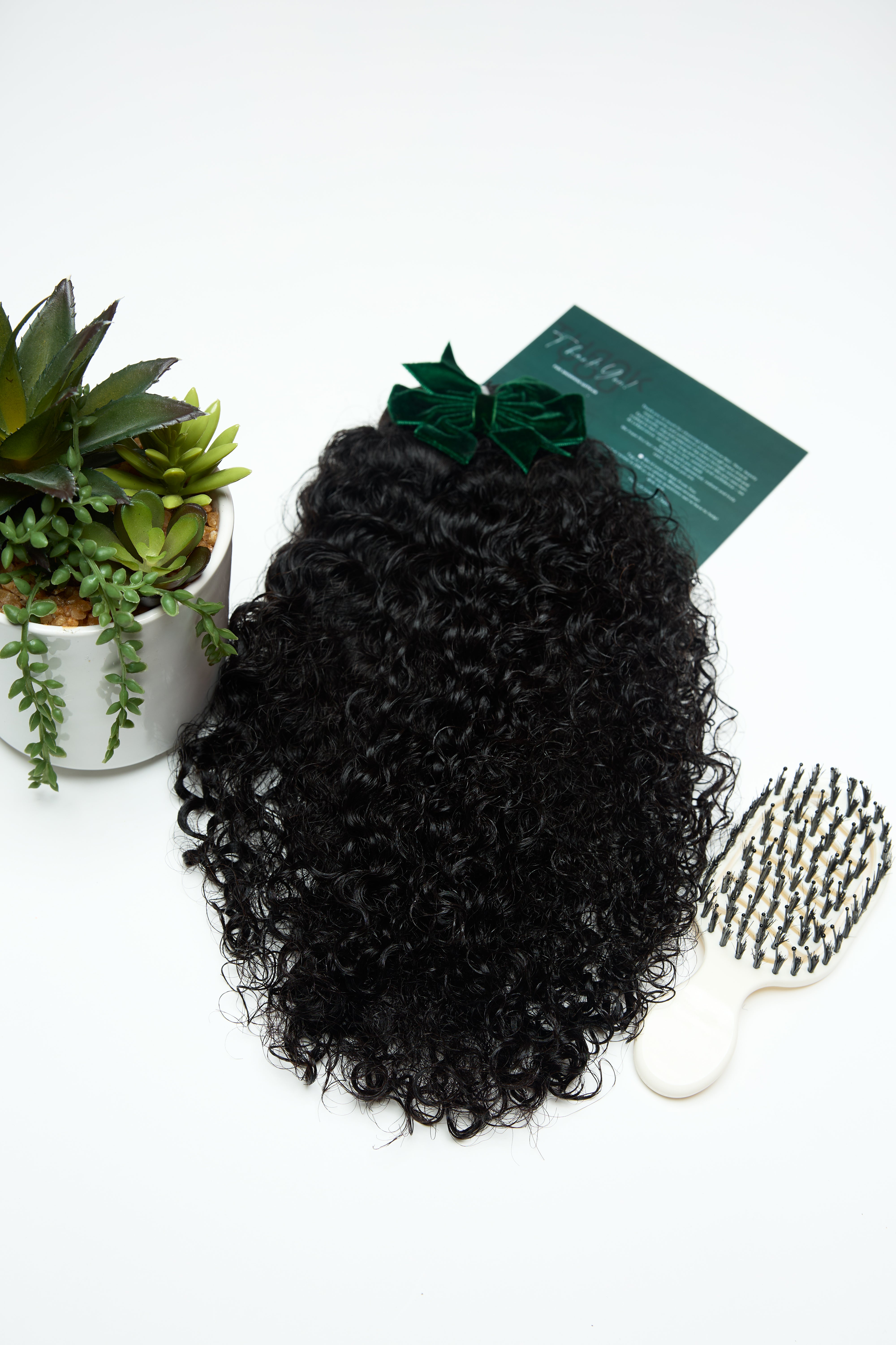 Virgin Frontal Burmese Curly